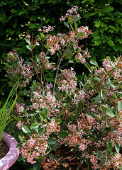 Raphiolepis indica springtime