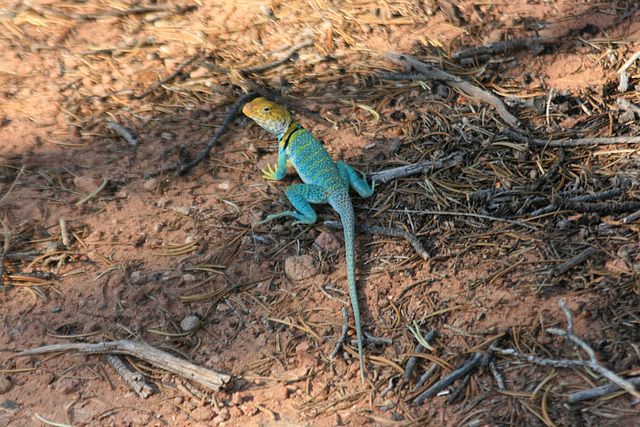 Collared lizard