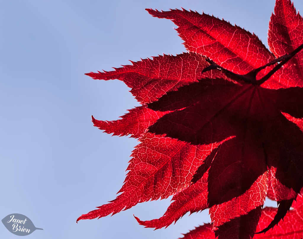 73/366: Glowing  Maple Leaves