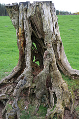 Skeletal stump