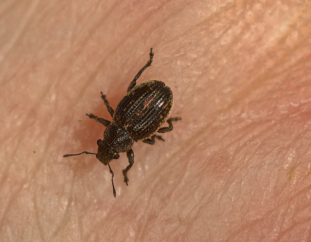 Beetle on my hand EF7A3135