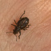 Beetle on my hand EF7A3135