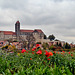 Mohn im Oktober ... (PiP)