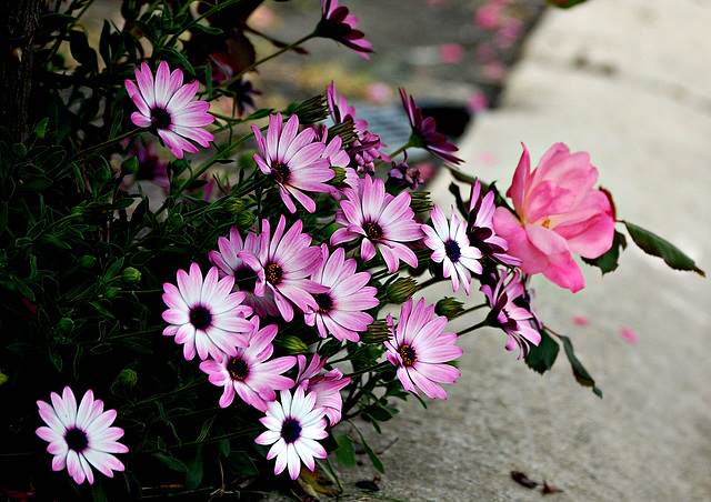 African daisies and a rose