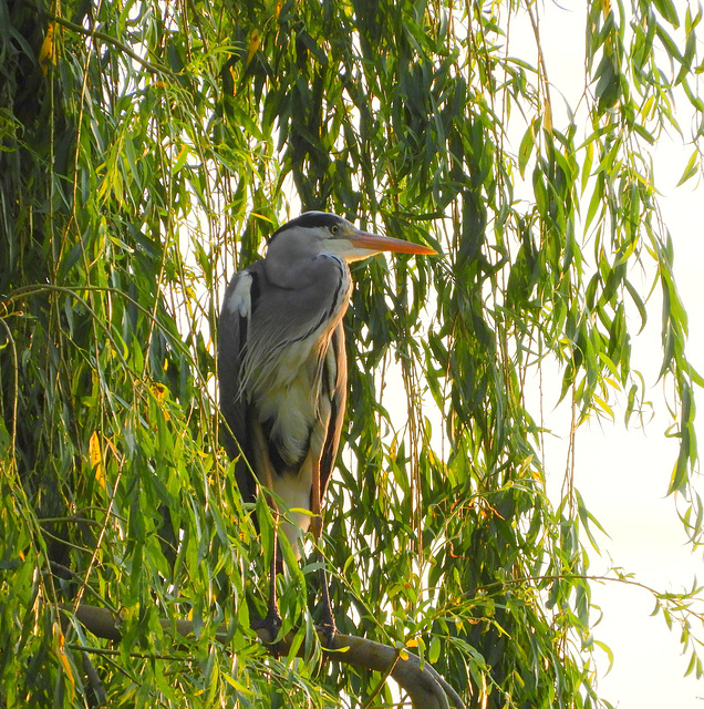 Tree - Heron