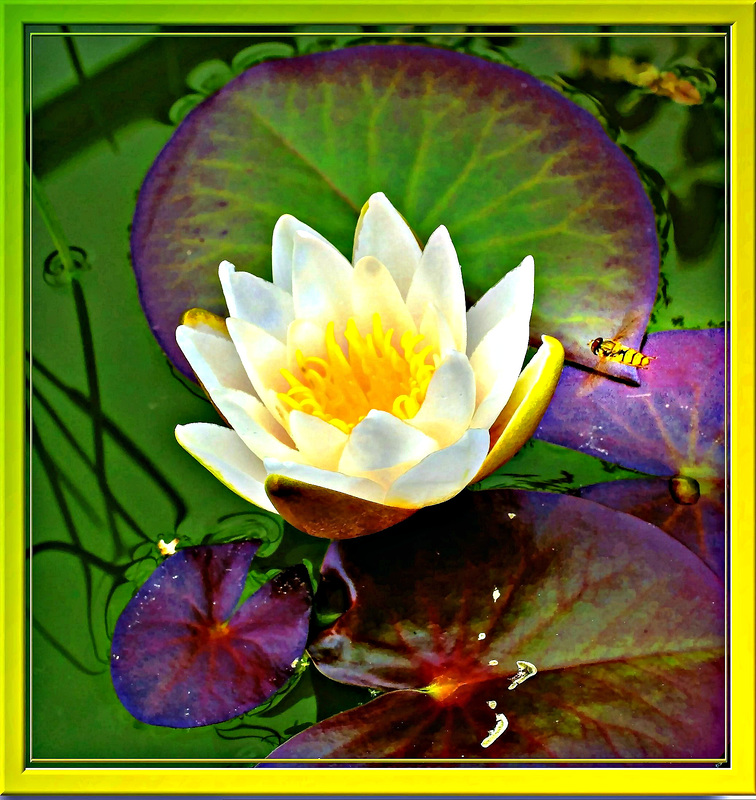 Water lily... ©UdoSm