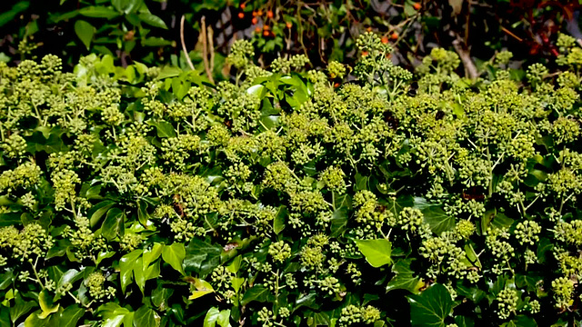 Insects on flowering Ivy 8 seconds video
