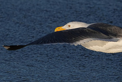 Western Gull