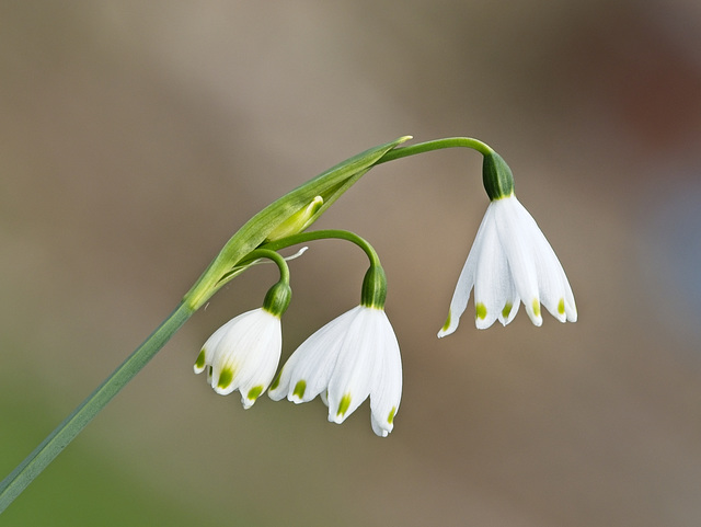 Spring Snowflake (+PiPs)