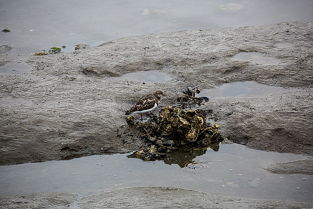 20140910 5112VRAw [NL]  Steinwälzer (Arenaria interpres), Terschelling