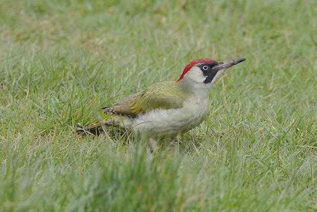 EF7A8105greenwoodpecker