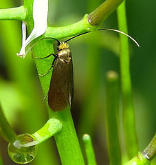 Moth