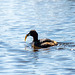 Little grebe