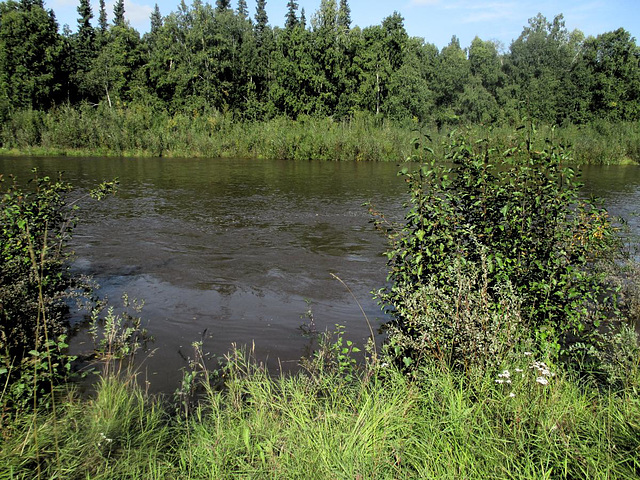 Chena river's runnin' high