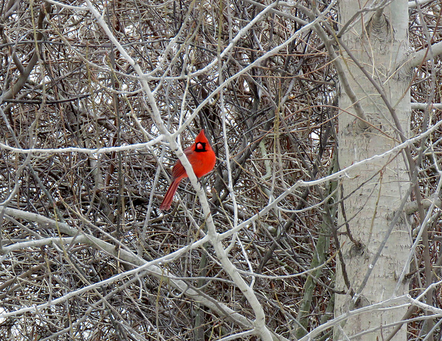 Cardinals prefer to stay hidden in dense brush.