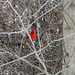 Cardinals prefer to stay hidden in dense brush.