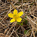 First wild flower - April 13