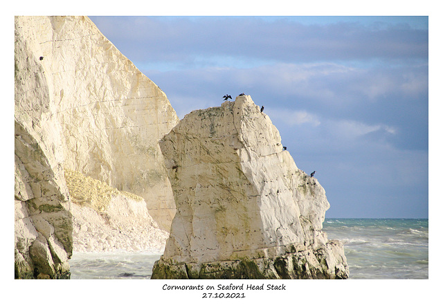 Cormorants on Seaford Head Stack 27 10 2021