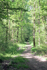 Sortie bois de Chartrettes et Livry-sur-Seine