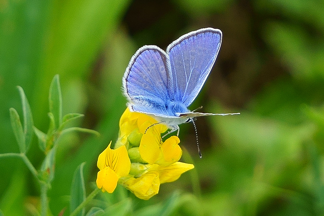 Blau + Gelb = Grün