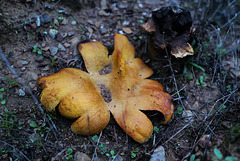 Scleroderma polyrhizum, Penedos