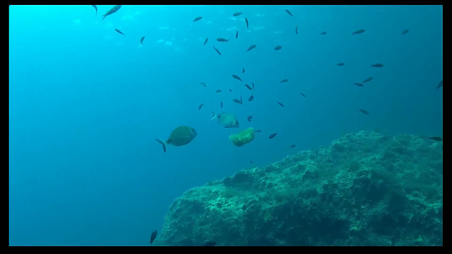 08t-Xlendi bay, lone jelly fish