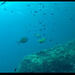 08t-Xlendi bay, lone jelly fish