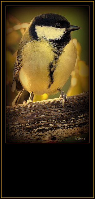 Mésange charbonnière (Parus major) femelle