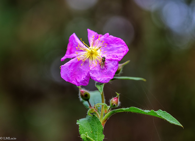 Amagante de pinar (Cistus symphytifolius)