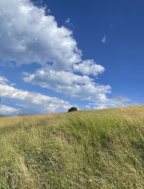 fields of gold