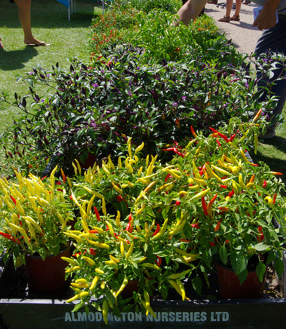 Chili plants for sale