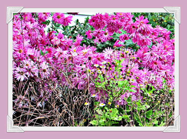 Chrysanthemums.