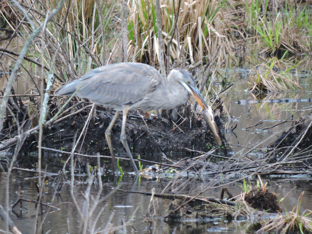 GBH Sapsucker NotDad