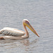 Ngorongoro, Rosy Pelican (Pelecanus Onocrotalus)