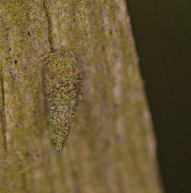 Bagworm EF7A3056