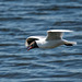 Black headed gull