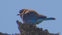 LR-1040206