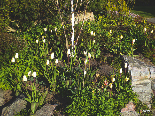 Early morning sunlight in the courtyard garden