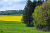 La lisière de la forêt