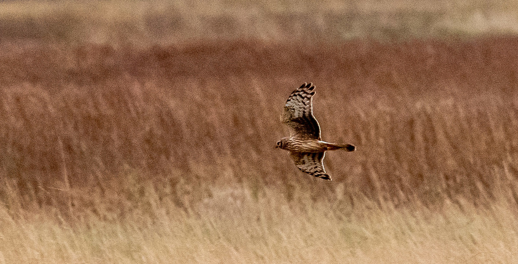 Female hen harrier( ring tail hen harrier)