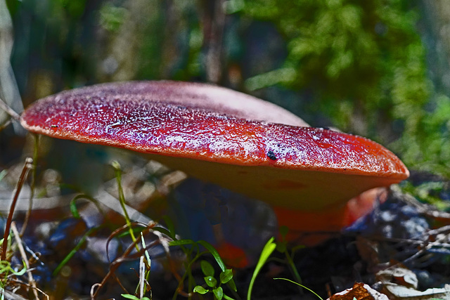DSC05060-b2