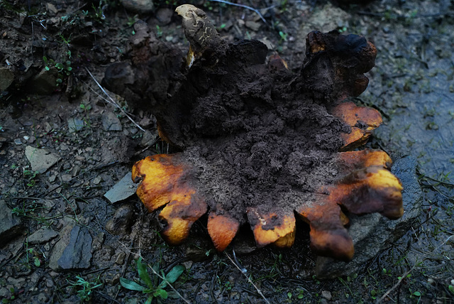 Scleroderma polyrhizum, Penedos