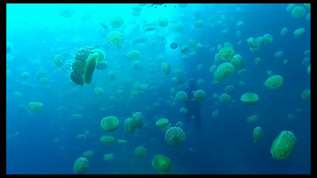 09a-Ta Cenc, Orestis in jelly fish forest