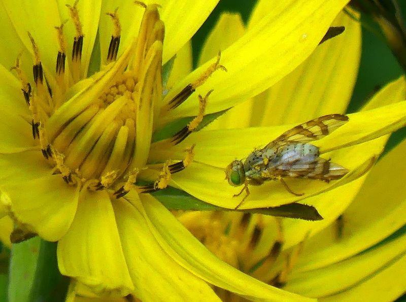 Bois d'Amont dans le Jura