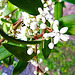 Spring Blossom.
