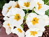 Primroses