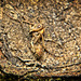 Der Zombie Pilz (Ophiocordyceps) hat die Ameise befallen :)) The zombie fungus (Ophiocordyceps) has infected the ant :)) Le champignon zombie (Ophiocordyceps) a infecté la fourmi :))