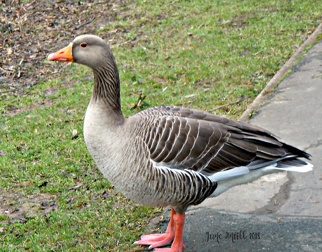 Did you bring my bread?