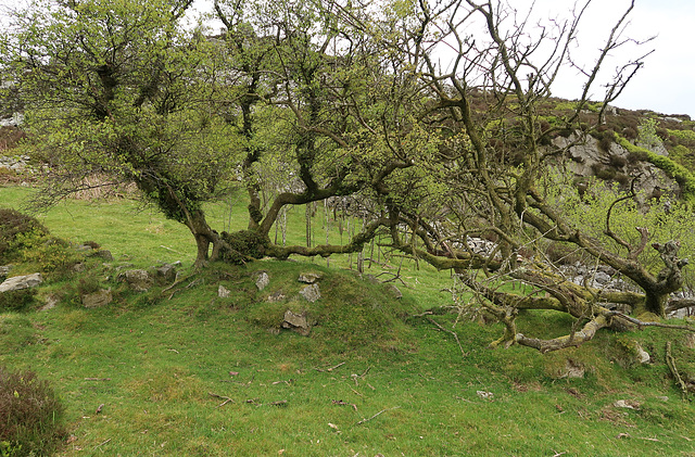 Blasted trees