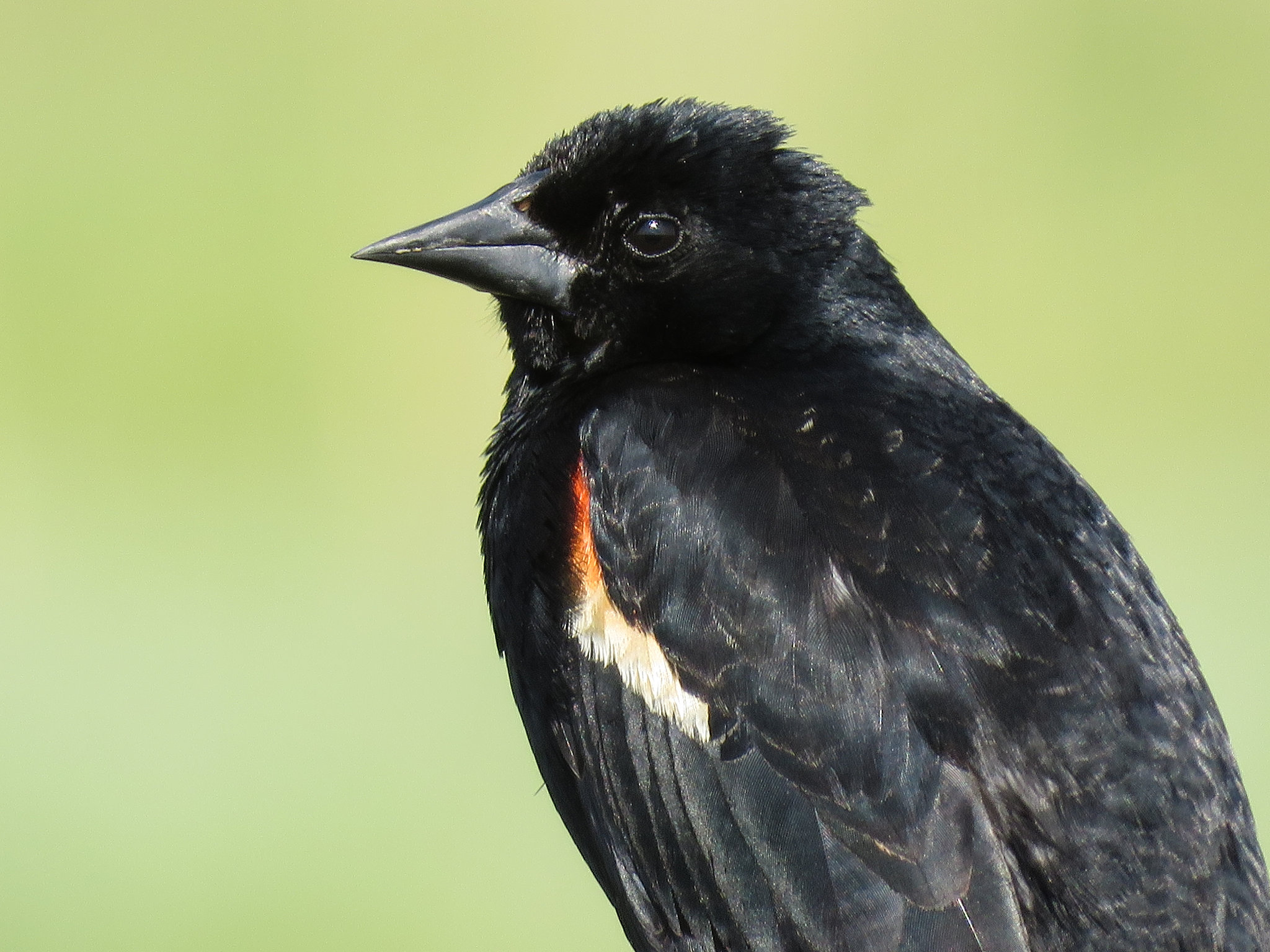 Red-winged Blackbird male